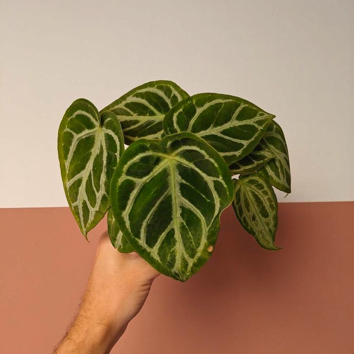 Anthurium Crystallinum Hybride, Huis en Inrichting, Kamerplanten, Overige soorten, Minder dan 100 cm, Groene kamerplant, Halfschaduw