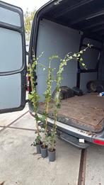 Hedera 160 stuks bijna schutting hoog nog 80 stuks op is op, Ophalen, Vaste plant, Bloeit niet, Halfschaduw