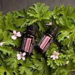 Geranium Doterra 15 ml, Ophalen of Verzenden, Nieuw