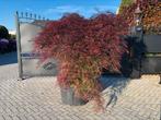 Japanse esdoorn acer palmatum garnet XL, Bloeit niet, Halfschaduw, Overige soorten, 100 tot 250 cm