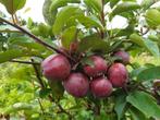 fruitbomen halfstam in prijs verlaagd, Tuin en Terras, Lente, Appelboom, Volle zon, 100 tot 250 cm