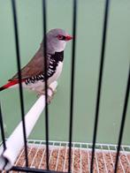 1-0 Diamantvink, Dieren en Toebehoren, Vogels | Overige Vogels, Mannelijk, Tropenvogel, Geringd