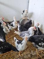 Legkippen, Meerdere dieren, Kip