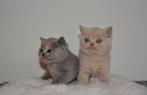 Twee super mooie britse kortharen zoeken een huisje, Dieren en Toebehoren, Katten en Kittens | Raskatten | Korthaar, Meerdere dieren