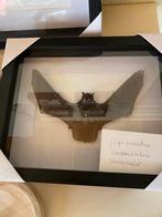 vleermuizen, Verzamelen, Dierenverzamelingen, Ophalen, Nieuw, Overige soorten, Opgezet dier