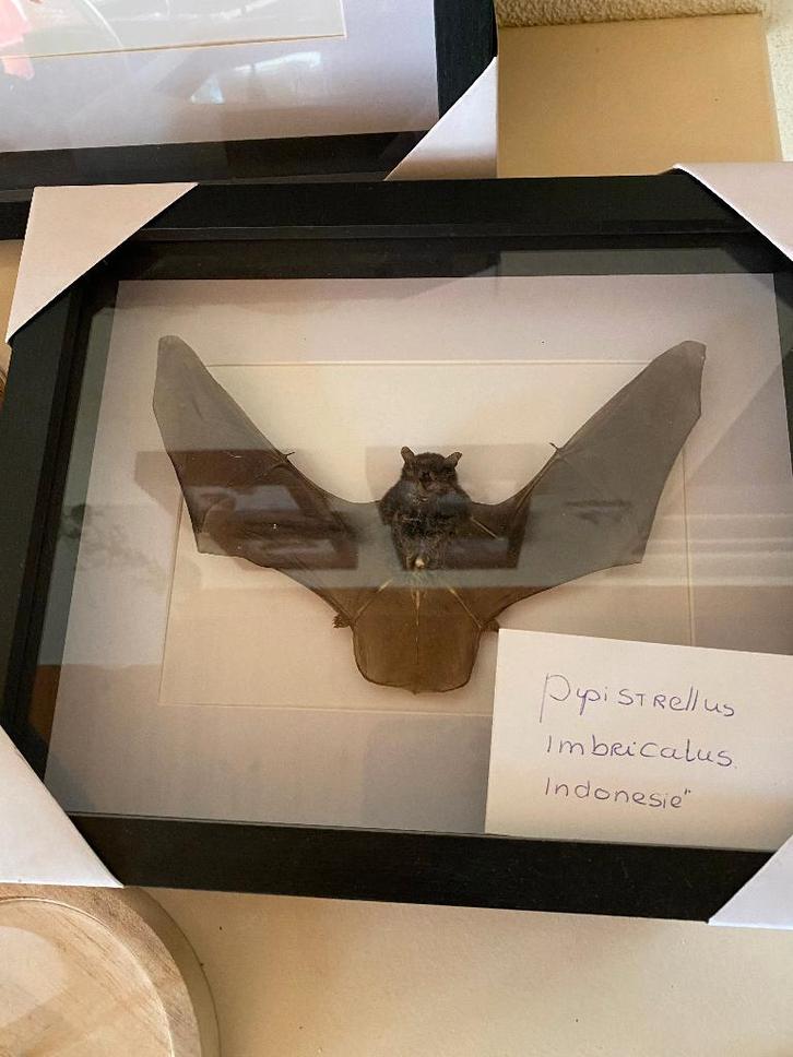 vleermuizen, Verzamelen, Dierenverzamelingen, Nieuw, Opgezet dier, Overige soorten, Ophalen
