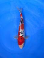 HQ Jumbo Tosai van Izumiya | Koikarpers  | Tosai vissen, Karper of Koi
