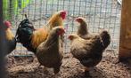 Wynandot krielen meerdere kleurslagen, Dieren en Toebehoren, Meerdere dieren, Kip