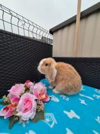 Mooie Minilop ram gevaccineerd, Dieren en Toebehoren, Mannelijk, Dwerg, Hangoor, 0 tot 2 jaar