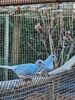 Twee diamantduifjes (doffers), Mannelijk