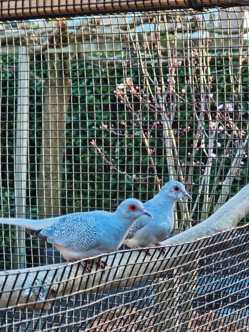 Twee diamantduifjes (doffers), Dieren en Toebehoren, Vogels | Overige Vogels, Mannelijk