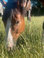 Superbrave volbloed merrie te koop aangeboden, Dieren en Toebehoren, Paarden, Merrie, B, Gechipt, 7 tot 10 jaar