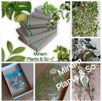 Ceropegia String of Spades Variegata stekjes, Huis en Inrichting, Kamerplanten, Ophalen of Verzenden, Overige soorten, Minder dan 100 cm