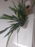 Prachtige planten in pot zoeken nieuwe thuis, Ophalen of Verzenden