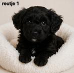 Super mooi gezonde boomer pups. Ook merle kleur !!, Dieren en Toebehoren, Honden | Chihuahua's en Gezelschapshonden, Overige rassen