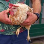 4 buff bonte leghorn kippen te koop. (Groot), Dieren en Toebehoren, Pluimvee, Vrouwelijk, Kip