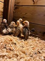 Ayam serama’s, Dieren en Toebehoren, Pluimvee, Mannelijk, Kip