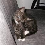♡ laatste 3 kittens ragdoll maine coon x♡, Dieren en Toebehoren, Katten en Kittens | Raskatten | Langhaar, Meerdere dieren