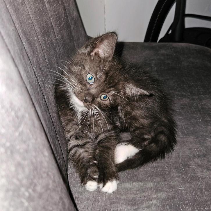 ♡ laatste 3 kittens ragdoll maine coon x♡, Dieren en Toebehoren, Katten en Kittens | Raskatten | Langhaar, Meerdere dieren