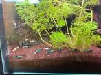 Garnalen mix, Dieren en Toebehoren, Vissen | Aquariumvissen, Kreeft, Krab of Garnaal