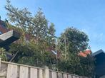 2x steeneik / leiboom, Bloeit niet, Overige soorten, 250 tot 400 cm, Ophalen