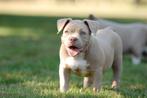 American bully pups. 2 teefjes, Dieren en Toebehoren, Overige rassen, CDV (hondenziekte), 8 tot 15 weken, Teef