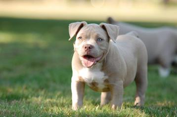 American bully pups teefjes beschikbaar voor biedingen
