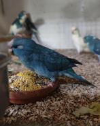 Meerdere kakarikis, Dieren en Toebehoren, Meerdere dieren, Parkiet, Geringd