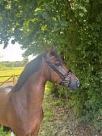 Prachtige d-pony met veel talent voor dressuur en springen, Dieren en Toebehoren, Pony's, Gechipt, Ruin, Dressuurpony, 3 tot 6 jaar