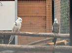 Valkparkieten koppel, Dieren en Toebehoren, Meerdere dieren, Parkiet