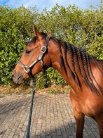 Partbred Arabier ruin, Dieren en Toebehoren, Paarden, Minder dan 160 cm, Gechipt, Ruin, 0 tot 2 jaar
