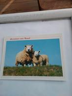 GROETEN VAN TEXEL, Ophalen of Verzenden