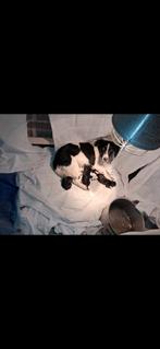 Lief nestje pups, 8 tot 15 weken, Meerdere, Meerdere dieren, Nederland