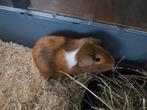 Lieve cavia zoekt nieuw huisje, Juni, Mannelijk, Cavia