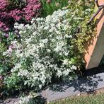 vaste planten, Tuin en Terras, Planten | Tuinplanten, Ophalen of Verzenden, Overige soorten, Volle zon