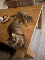 2 poezen moeder en dochter Brits korthaar kruising, Dieren en Toebehoren, Katten en Kittens | Raskatten | Langhaar, Poes, Gechipt