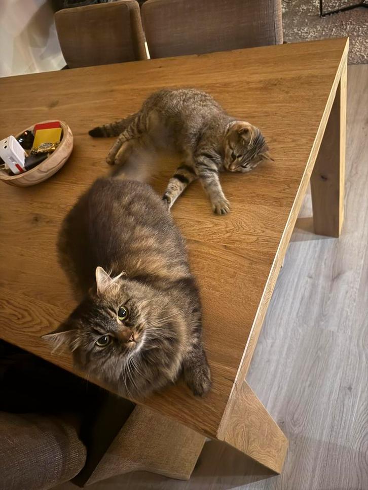 2 poezen moeder en dochter Brits korthaar kruising, Dieren en Toebehoren, Katten en Kittens | Raskatten | Langhaar, Poes, 0 tot 2 jaar
