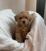 Maltipoo pups beschikbaar • Spoedig nieuw thuis gezocht!, Dieren en Toebehoren, Particulier, Rabiës (hondsdolheid), 15 weken tot 1 jaar