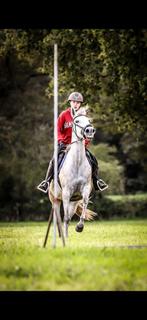 Spaanse E pony merrie te koop!, Dieren en Toebehoren, Pony's, Zadelmak, 7 tot 10 jaar, Recreatiepony, Merrie
