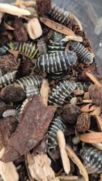 Armadillidium Maculatum "mix" isopods, Dieren en Toebehoren, Overige soorten