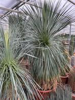 yucca Rostrata in de 60 cm kuip met een totale hoogte 175 cm, Tuin en Terras, Planten | Bomen, In pot, Zomer, Volle zon, Ophalen