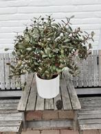 Te koop: crassula, vetplant., Tuin en Terras, Planten | Tuinplanten, Ophalen, Zomer, Overige soorten, Volle zon