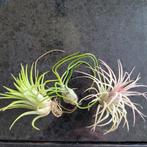 Setje 3 luchtplantjes, Huis en Inrichting, Kamerplanten, Ophalen of Verzenden, Halfschaduw, Minder dan 100 cm