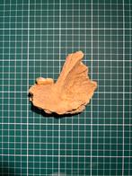 Holenbeer kaak fragment met kies, Verzamelen, Mineralen en Fossielen, Ophalen of Verzenden, Fossiel