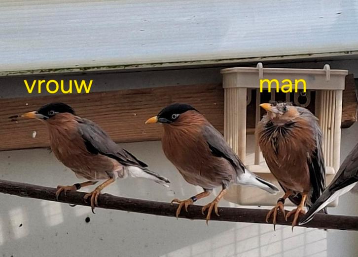 Pagode spreeuwen, Dieren en Toebehoren, Vogels | Overige Vogels, Meerdere dieren