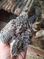 Japanse (jumbo) kwartels 13 juni uit hun ei gekropen., Dieren en Toebehoren, Meerdere dieren, Overige soorten