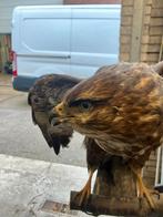 Drietal prachtige dieren, historische taxidermie, Ophalen, Opgezet dier