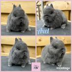 Super tam kleurdwergje (allerkleinste konijnenras), Dieren en Toebehoren, Mannelijk, Dwerg, 0 tot 2 jaar