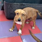 ACE: Johnito is een prachtig schatje!, Particulier, 15 weken tot 1 jaar, Reu, Buitenland