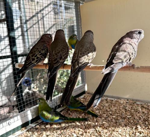 Bourke parkieten koppels, Dieren en Toebehoren, Vogels | Parkieten en Papegaaien, Parkiet, Meerdere dieren